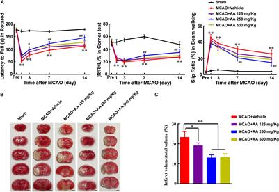 SVCT2 Promotes Neural Stem/Progenitor Cells Migration Through Activating CDC42 After Ischemic Stroke